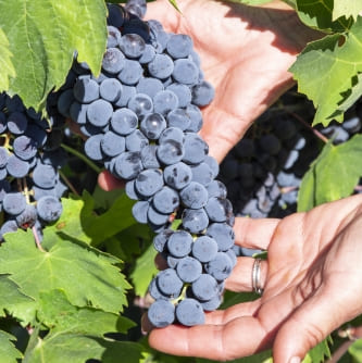 Azienda Agricola Colombina Bertinoro grappolo uva