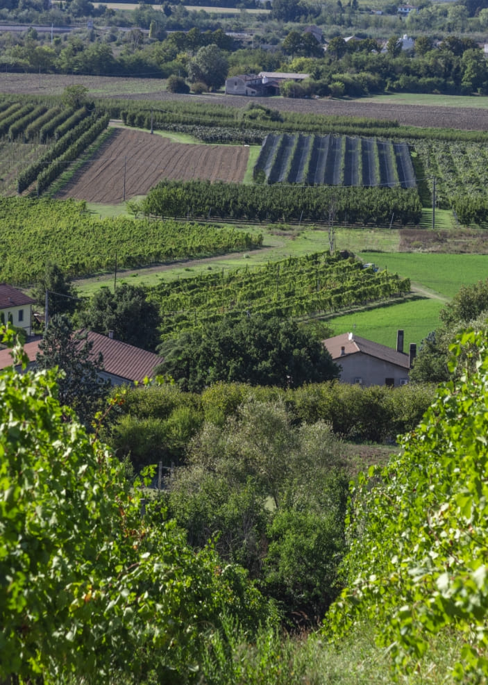 Azienda Agricola Colombina Bertinoro panpramica