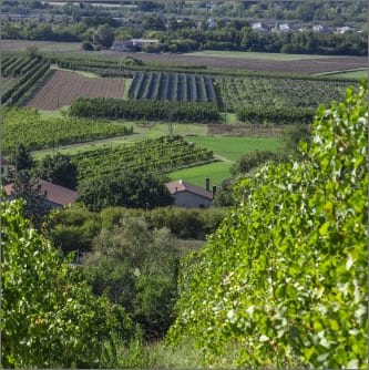 Azienda Agricola Colombina Bertinoro territorio panoramica