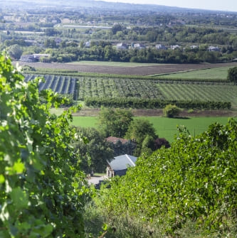 Azienda Agricola Colombina Bertinoro territorio