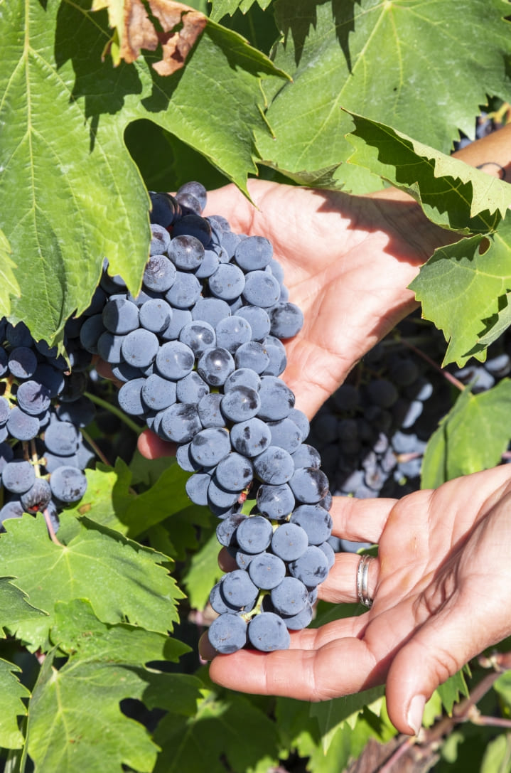 Azienda Agricola Colombina Bertinoro uva