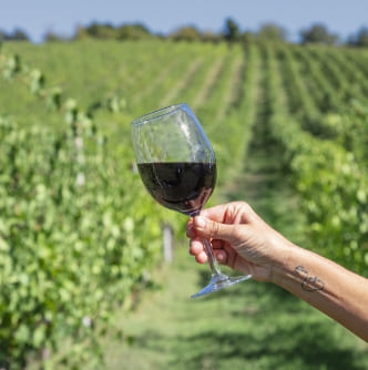 Azienda Agricola Colombina Bertinoro vino