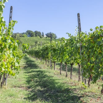 Azienda Agricola Colombina Bertinoro viti
